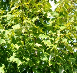 Acer rubrum 'Bowhall' — photo 4